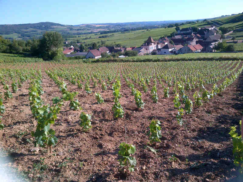 Renaissance des Terroirs : La Nouvelle Vie des Vignes de La Champelle et Le Biévaux