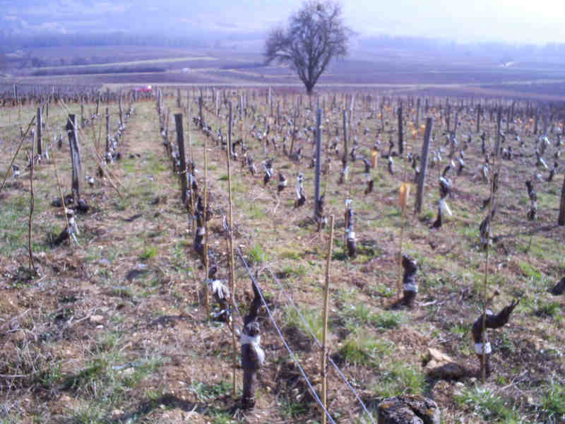 Innovation au Domaine: L’Art du Surgreffage au Service du Santenay Blanc