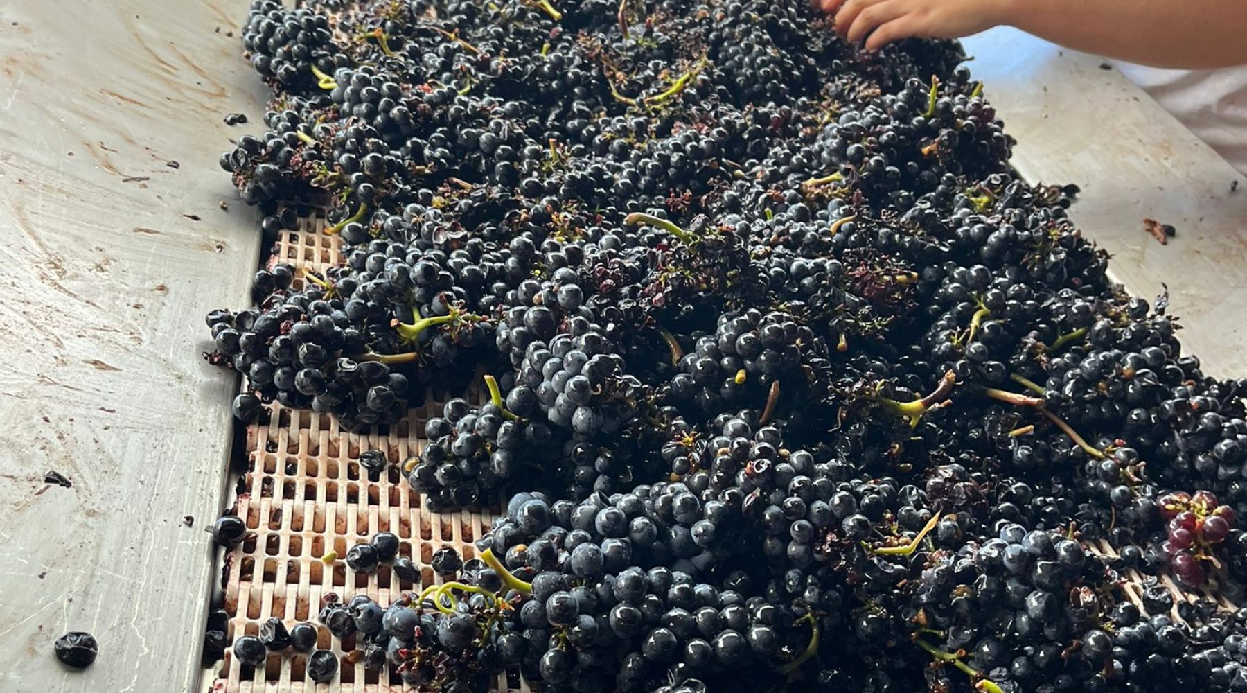 Vendange 7 Image 2025-09-08 at 11.12.57